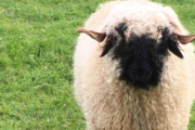 The Ultimate Vacation Bucket List: Sleep Near the World’s Most Adorable Sheep