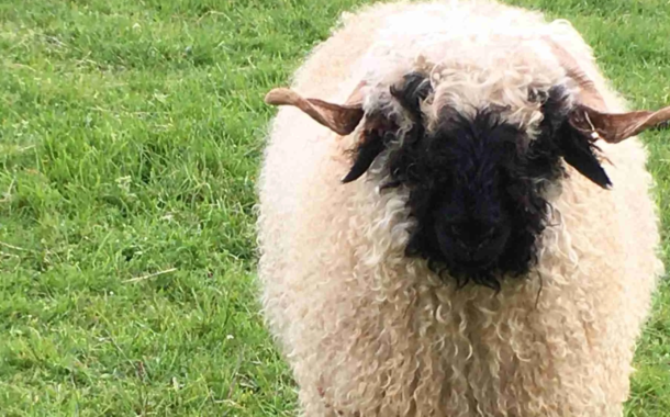 The Ultimate Vacation Bucket List: Sleep Near the World’s Most Adorable Sheep