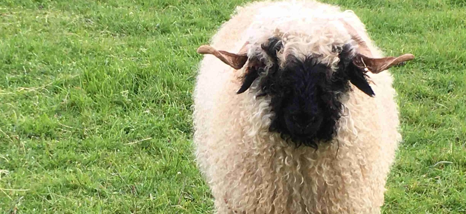The Ultimate Vacation Bucket List: Sleep Near the World’s Most Adorable Sheep