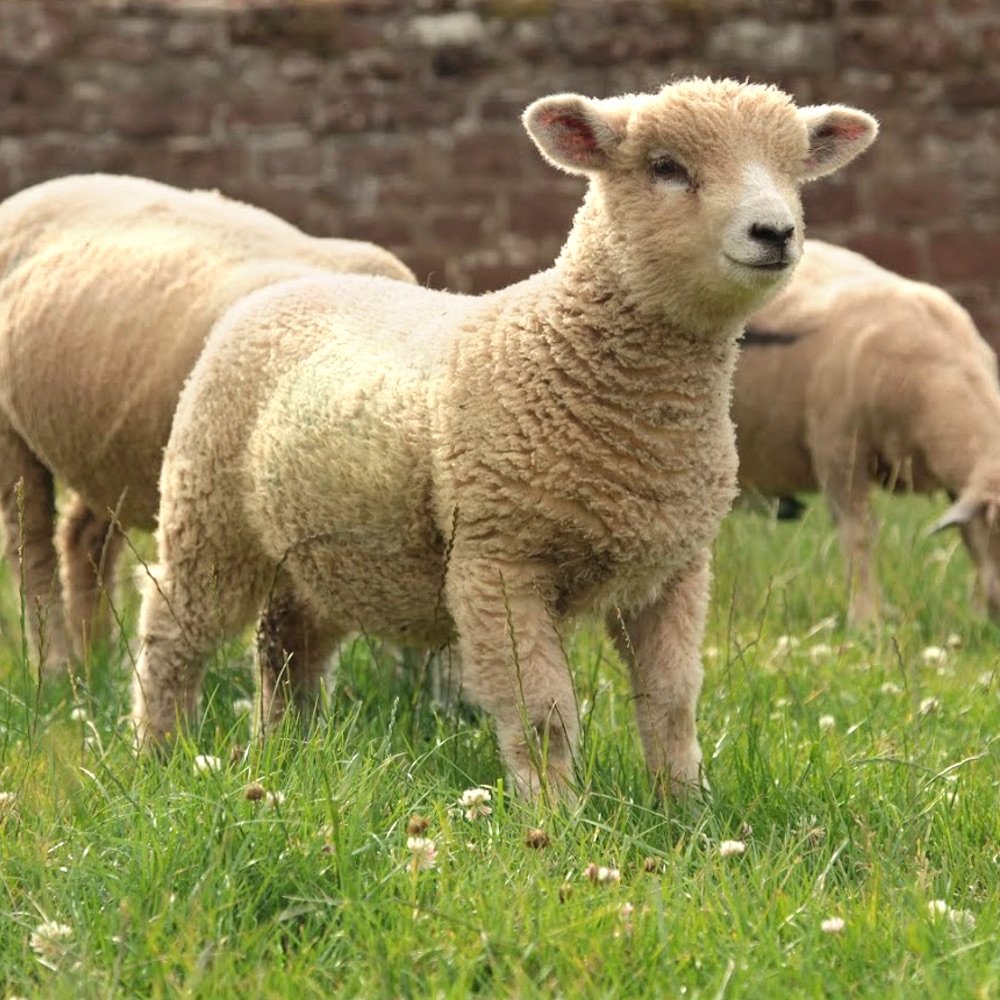 From Roast Nights to Midweek Meals: Cooking Smart with Whole Lamb Cuts